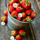 ALPINE STRAWBERRY HEIRLOOM-OLD HERITAGE VARIETY Fruit Seeds - Fruit Home Garden - 10X Seeds