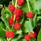Strawberry Spinach Chenopodium foliosum Fruit Seeds - Fruit Home Garden - 100X Seeds