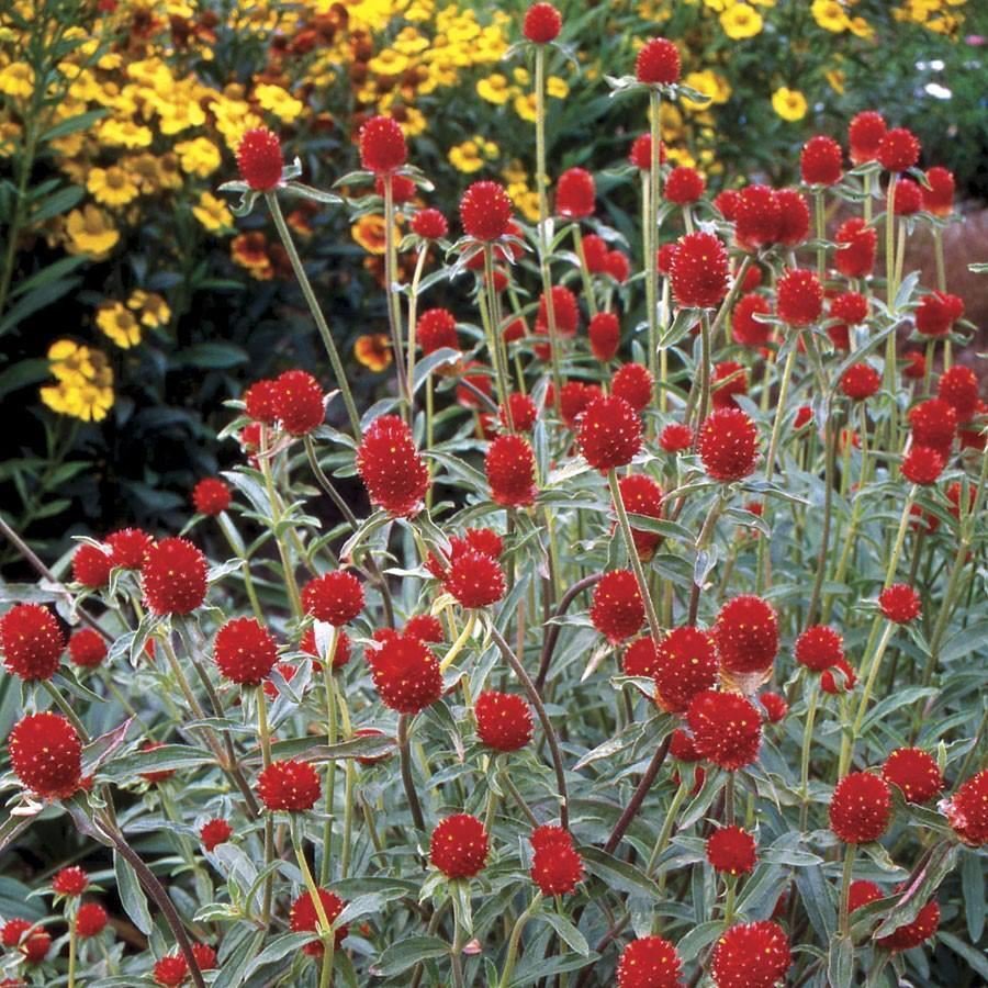 Globe Amaranth Strawberry Fields Fruit Seeds - Fruit Home Garden - 50X Seeds