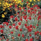 Globe Amaranth Strawberry Fields Fruit Seeds - Fruit Home Garden - 50X Seeds