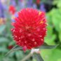 Globe Amaranth Strawberry Fields Fruit Seeds - Fruit Home Garden - 50X Seeds