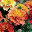 MARIGOLD STRAWBERRY BLONDE FLOWER Seeds - Flower Home Garden - 20X Seeds