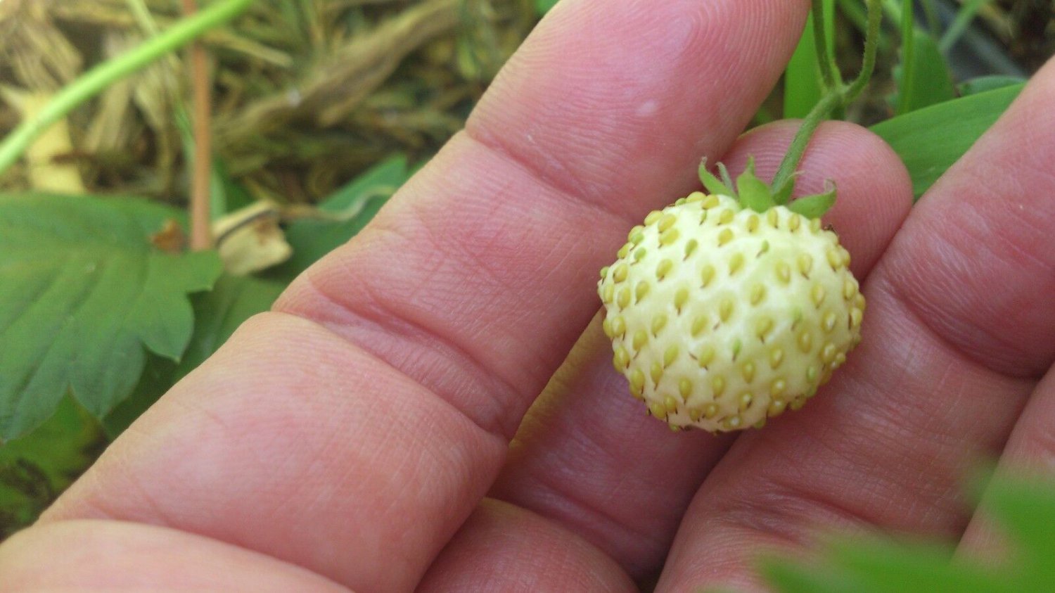 White Alpine Strawberry (Fragaria vesca) Fruit Seeds - Fruit Home Garden - 20X Seeds