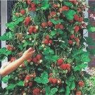 Yummy Climbing Strawberry RAMBLING Fruit Seeds - Fruit Home Garden - 50X Seeds