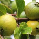 Yellow Strawberry Guava Psidium cattleyanum Fruit Seeds - Fruit Home Garden - 30X Seeds
