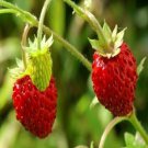 STRAWBERRY ALPINE BARON SOLEMACHER Fruit Seeds - Fruit Home Garden - 100X Seeds