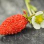 STRAWBERRY ALPINE BARON SOLEMACHER Fruit Seeds - Fruit Home Garden - 100X Seeds