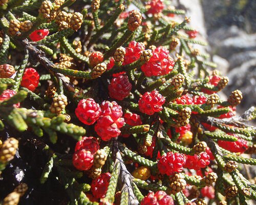 Microcachrys tetragona Strawberry Pine Seeds - Home Garden - 5X Seeds