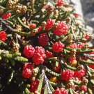 Microcachrys tetragona Strawberry Pine Seeds - Home Garden - 5X Seeds