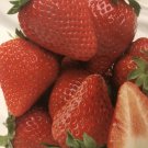 Strawberry Seeds F1 Fruit Seeds - Fruit Home Garden - 20X Seeds