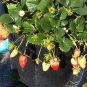Strawberry Seeds F1 Fruit Seeds - Fruit Home Garden - 20X Seeds
