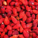 Fragaria vesca 'Baron Solemacher' Alpine Strawberry Fruit Seeds - Fruit Home Garden - 30X Seeds