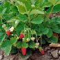 Fragaria vesca 'Baron Solemacher' Alpine Strawberry Fruit Seeds - Fruit Home Garden - 30X Seeds