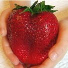 GIANT YUMMY STRAWBERRY Fruit Seeds - Fruit Home Garden - 100X Seeds