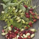 STRAWBERRY Red and White Mixed Fruit Seeds - Fruit Home Garden - 150X Seeds