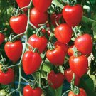 Strawberry Tomato Sweet and Delicious Fruit Seeds - Fruit Home Garden - 10X Seeds