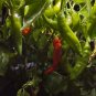 AJI Strawberry Drop Chilli Vegetable Seeds - Fruit Home Garden - 15X Seeds