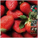 STRAWBERRY Pink on Red Fruit Seeds - Fruit Home Garden - 20X Seeds
