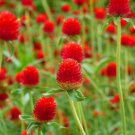RED BILLY BUTTONS STRAWBERRY FIELDS Flower Seeds - Flower Home Garden - 30X Seeds