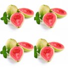 Beautiful, Delicious, Fragrant, Strawberry Guava Fruit Seeds - Fruit Home Garden - 5X Seeds