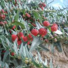 Strawberry Blite Strawberry Goosefoot Fruit Seeds - Fruit Home Garden - 10X Seeds
