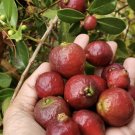 Strawberry Guava Tree Psidium Cattleyanum Fruit Seeds - Fruit Home Garden - 5X Seeds