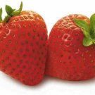 Giant Strawberry Seeds Old Fashioned Taste Fruit Seeds - Fruit Home Garden - 10X Seeds
