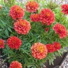 Marigold Flower Seeds Changing Colour Flower Seeds - Flower Home Garden - 20X Seeds