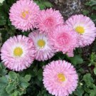 'Strawberries And Cream' Daisy Flower Seeds - Flower Home Garden - 30X Seeds