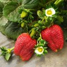 Giant Russian Strawberry Fruit Seeds - Fruit Home Garden - 500X Seeds