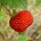 Raspberry Atherton, Rubus probus Fruit Seeds - Fruit Home Garden - 30X Seeds