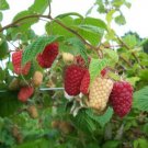 Raspberry 'Cascade Delight' Fruit Seeds - Fruit Home Garden - 5X Seeds