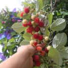 Red Raspberry "Heritage" Fruit Seeds - Fruit Home Garden - 15X Seeds