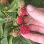 Red Raspberry "Heritage" Fruit Seeds - Fruit Home Garden - 15X Seeds