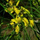 Raspberry Jam Wattle ACACIA ACUMINATA Narrow Leaf Seeds - Flower Home Garden - 30X Seeds