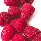 RASPBERRY SEEDS HEIRLOOM GARDEN Seeds - Flower Home Garden - 10X Seeds