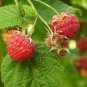 RASPBERRY SEEDS HEIRLOOM GARDEN Seeds - Flower Home Garden - 10X Seeds