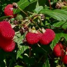 Atherton Raspberry (Rubus probus) Fruit Seeds - Fruit Home Garden - 50X Seeds