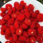 Atherton Raspberry (Rubus probus) Fruit Seeds - Fruit Home Garden - 50X Seeds