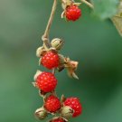 Native Raspberry (Rubus moluccanus var. trilobus) Fruit Seeds - Fruit Home Garden - 20X Seeds