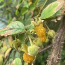 Rubus Wallichianus Very Rare Asian Yellow Raspberry Fruit Seeds - Fruit Home Garden - 10X Seeds
