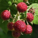Boyne Raspberry Seeds Garden Raspberries Fruit Seeds - Fruit Home Garden - 5X Seeds