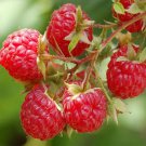 Red Raspberry Seeds Rubus Idaeus Fruit Seeds - Fruit Home Garden - 5X Seeds