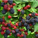 WILD BLACK RASPBERRY SEEDS Fruit Seeds - Fruit Home Garden - 30X Seeds