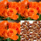 Orange Rose Seeds Perfume Cut Flower Seeds - Flower Home Garden - 10X Seeds
