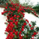 Red Climbing Rose Seeds Home Garden Flower Seeds - Flower Home Garden - 5X Seeds