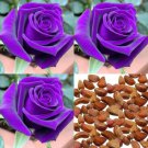 Mystic Purple Rose Seeds Cut Flowers Seeds - Flower Home Garden - 10X Seeds