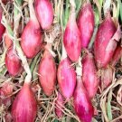Onion Long Red Tropea Seeds - Vegetable Home Garden - 100 Seeds