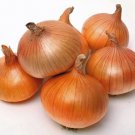 ONION Creamgold Seeds - Vegetable Home Garden - 100 Seeds