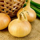 Onion Yellow Spanish Seeds - Vegetable Home Garden - 60 Seeds